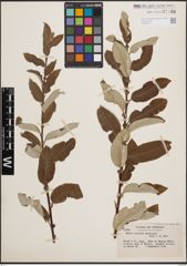 Foto von Salix coulteri Andersson